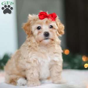 Reese, Havapoo Puppy